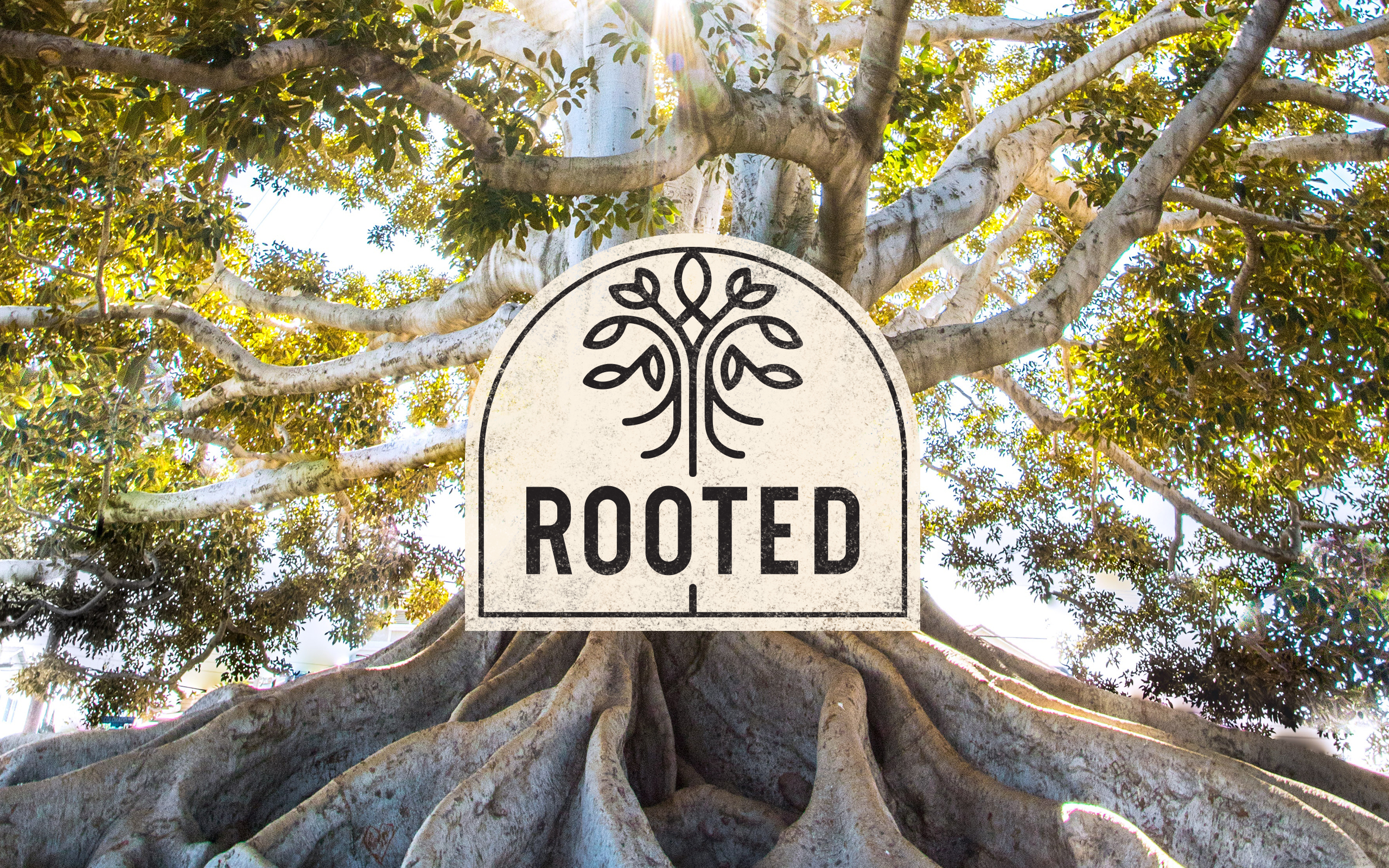 Rooted – The Power at Work Within Us