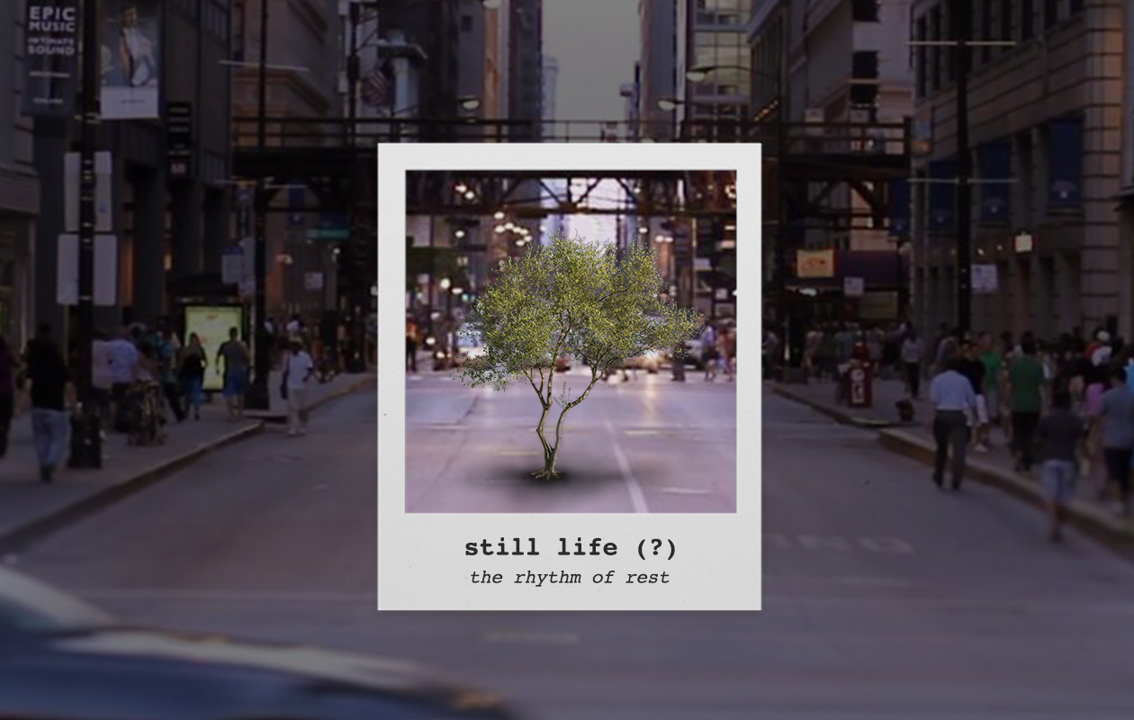 Still Life – Rest Created